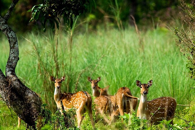 3 Days and 2 Nights Chitwan National Park Safari Tour in Pokhara - Key Points