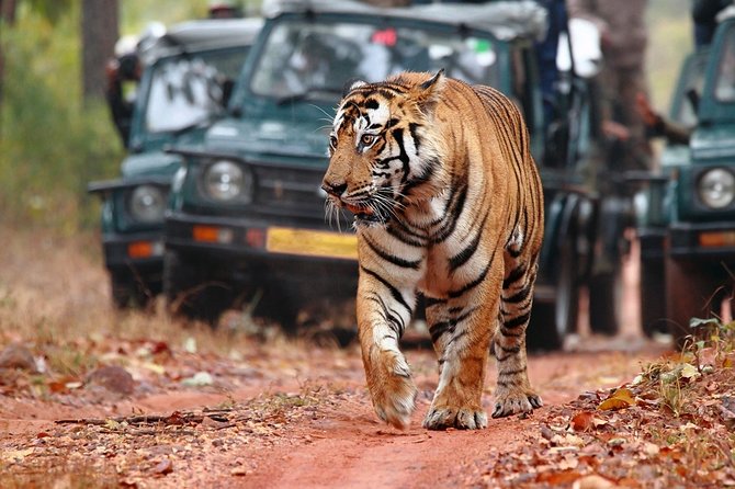 3-Hour Private Safari in Ranthambore Tiger Reserve - Additional Information