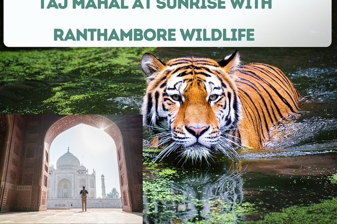 4 Day Golden Triangle Tour With Ranthambore Tiger Safari India - Last Words