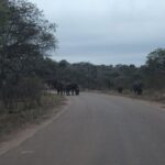 3 4 day private tour in zula joburg to kruger panorama 4 Day Private Tour in Zula Joburg to Kruger Panorama