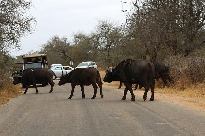 5 Day Kruger Park Classic Safari - Daily Itinerary