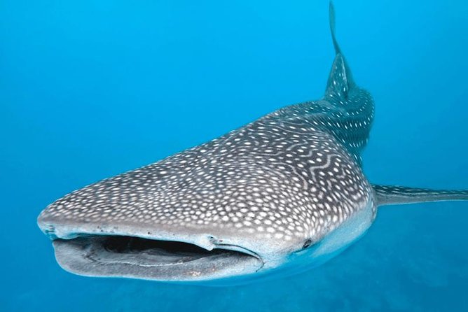 7 Day- Whale Shark Ecofriendly Tour in Cancun - Sustainable Practices