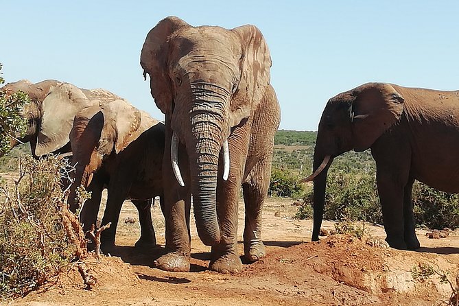 Addo Elephant Safari and Horseback Riding in Addo Combo - Viator and Tripadvisor Collaboration