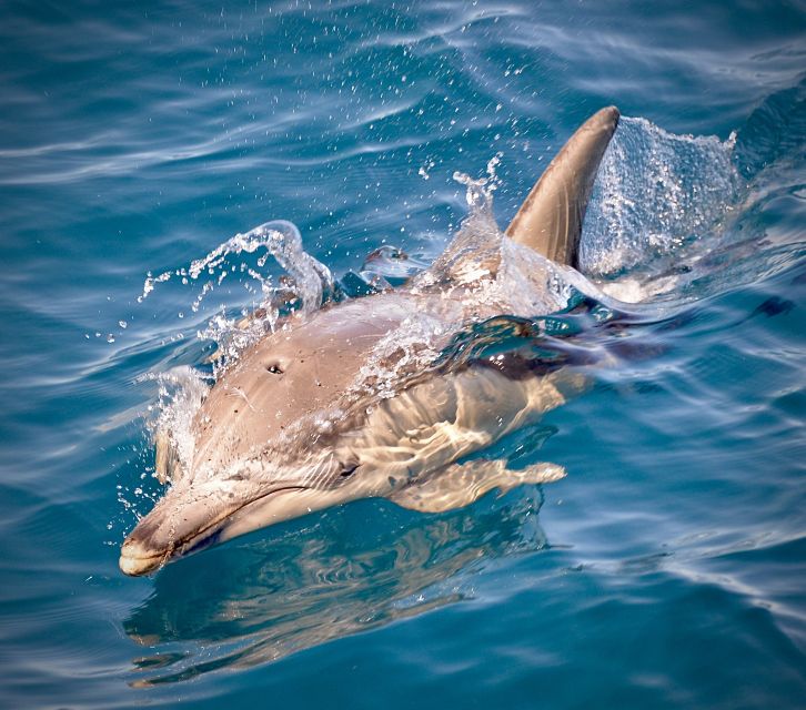 Adelaide: 3.5-Hour Guaranteed Wild Dolphin Watching Cruise - Booking Information