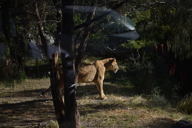 Africam Safari Experience (Private Tour) - Animal Viewing Highlights