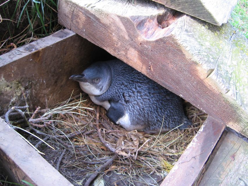 Akaroa: Pohatu Little Penguins 3-Hour Evening Experience - Tour Inclusions