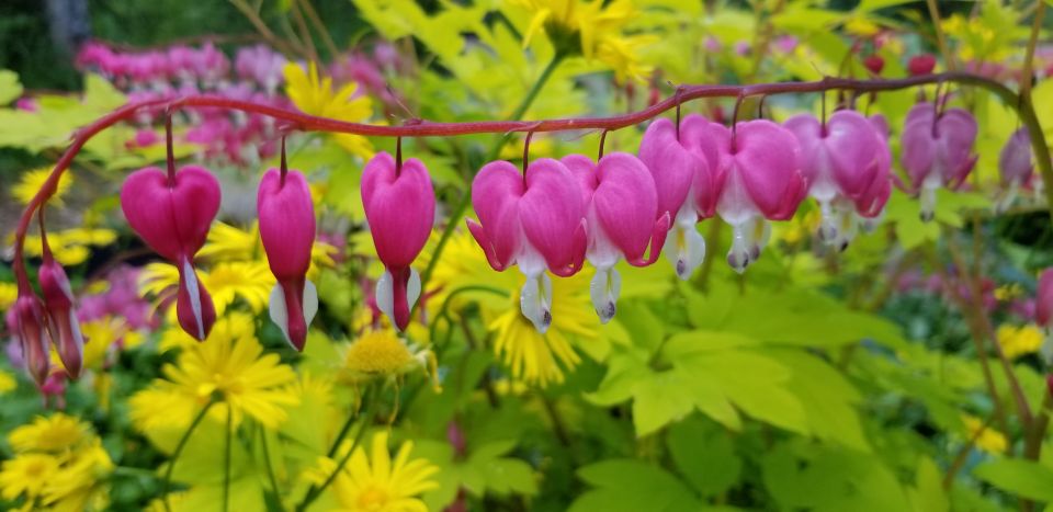 Anchorage: Botanical Garden Walking Tour - Inclusions