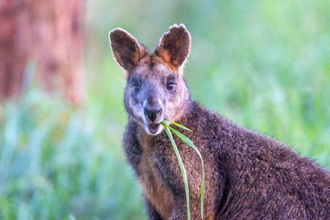 Apollo Bay: Dusk Discovery Great Ocean Road Wildlife Tour - Important Information