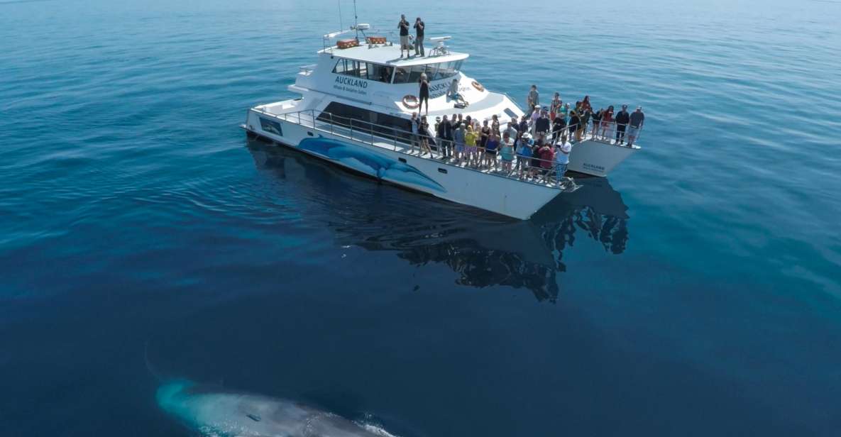 Auckland: Whale and Dolphin Watching Half-Day Eco Cruise - Cruise Description