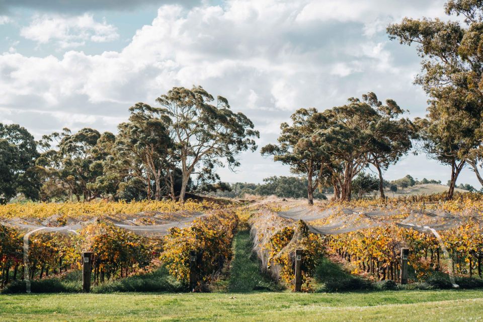 Barossa Valley: Lambert Estate Vineyard E-Cart Tour - Meeting Point