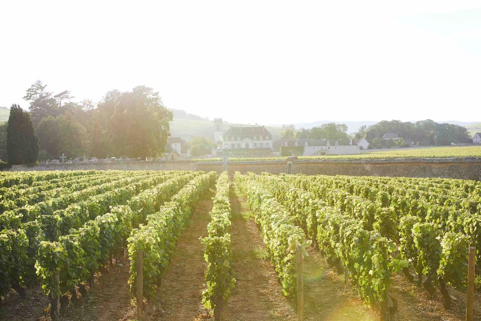 Beaune: Wine Tasting at Château De Pommard - Wine Tasting Selection