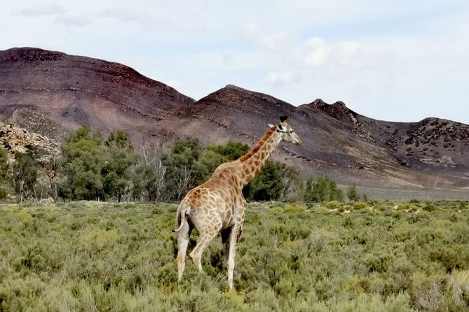 Big Five Safari Tour Near Cape Town Full Day Tour - Directions and Logistics