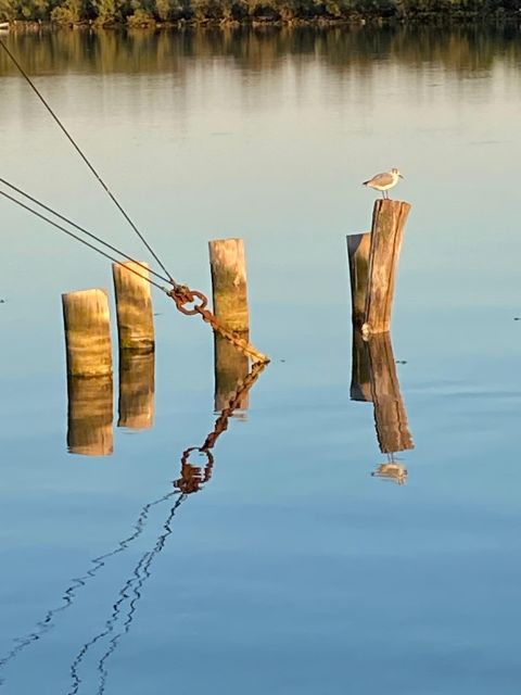 Birdwatching: in Laguna Di Venezia - Booking Information and Pricing