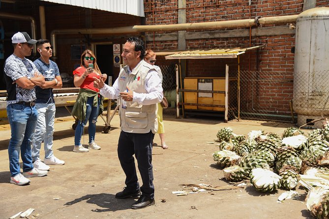 Blue Agave Fields at Ruta Del Tequila, With Tasting  - Guadalajara - Stellar Traveler Reviews