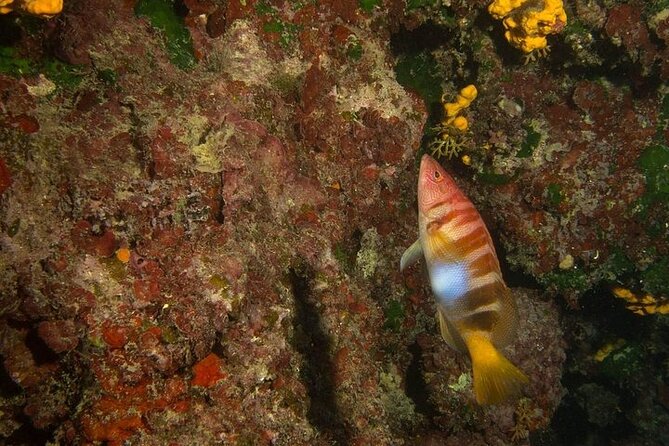 Boat Trip With Scuba and Snorkeling in Chania - Last Words