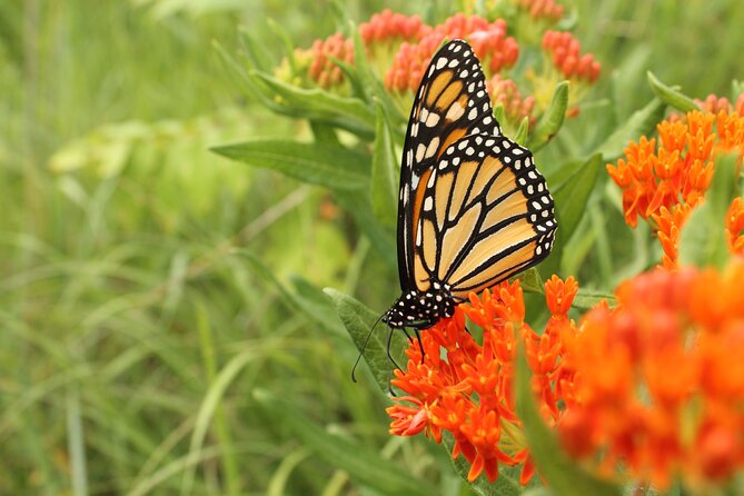 Butterfly Garden Ticket With Shared Transfer - Cancellation Policy Details