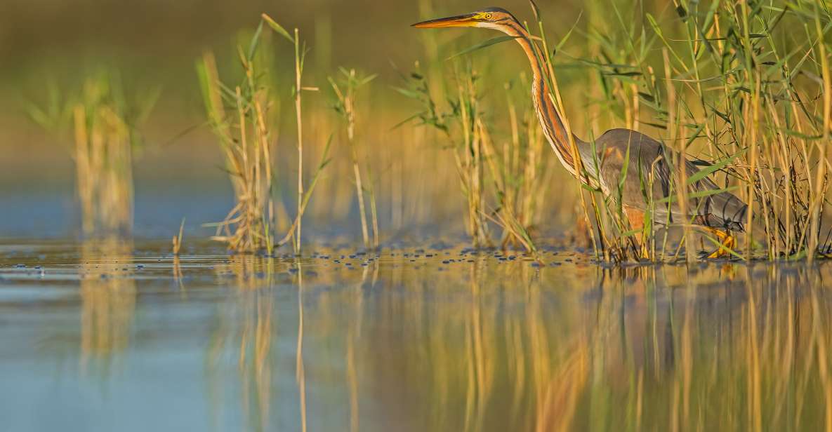 Camargue: Discovery of Nature at the Vigueirat Marshes - Inclusions