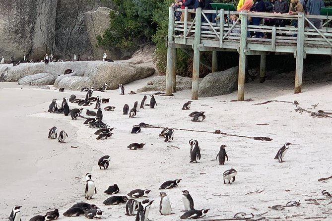 Cape of Good Hope, Table Mountain, and Penguins Tour  - Cape Town - Weather Considerations