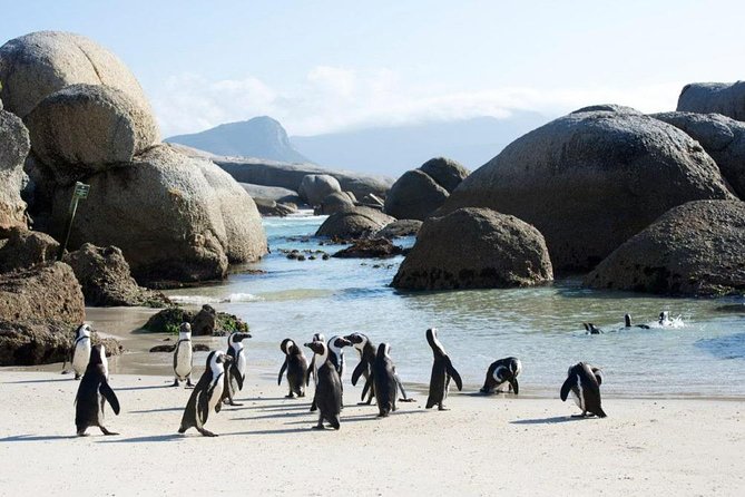 Cape Peninsula Tours - Pricing Details and Inclusions