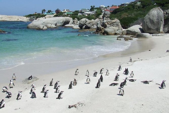 Cape Town Private, Cape Peninsula Penguin and Robben Island Tour - Cancellation Policy and Reviews