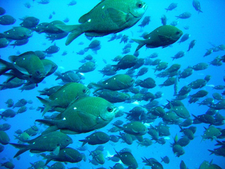 Cathedral Cove Marine Reserve- Specialised Snorkel Boat Trip - Highlights