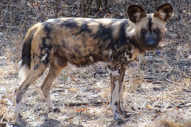 Cheer on the Cheetah Run for Conservation Adventure - Participant Guidelines