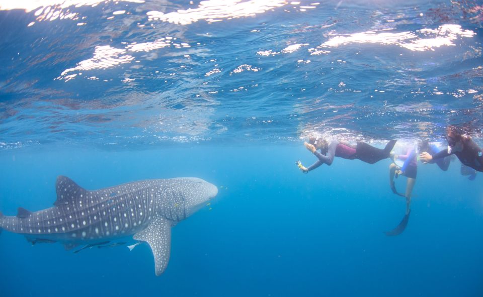 Coral Bay: Ningaloo Reef Swim and Snorkel With Whale Sharks - Tour Itinerary