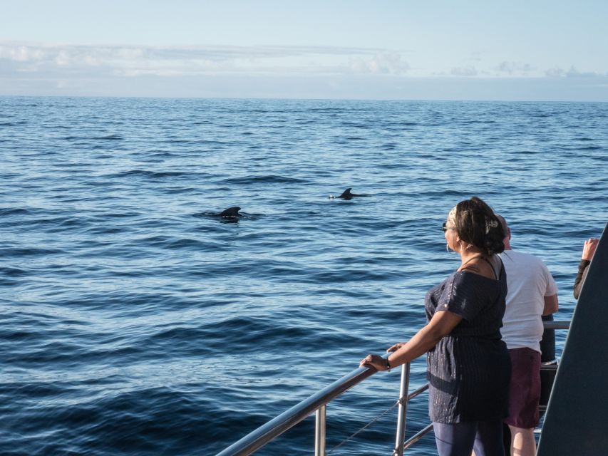 Costa Adeje: Whale Watching Tour With Food and Drinks - Tour Description and Highlights