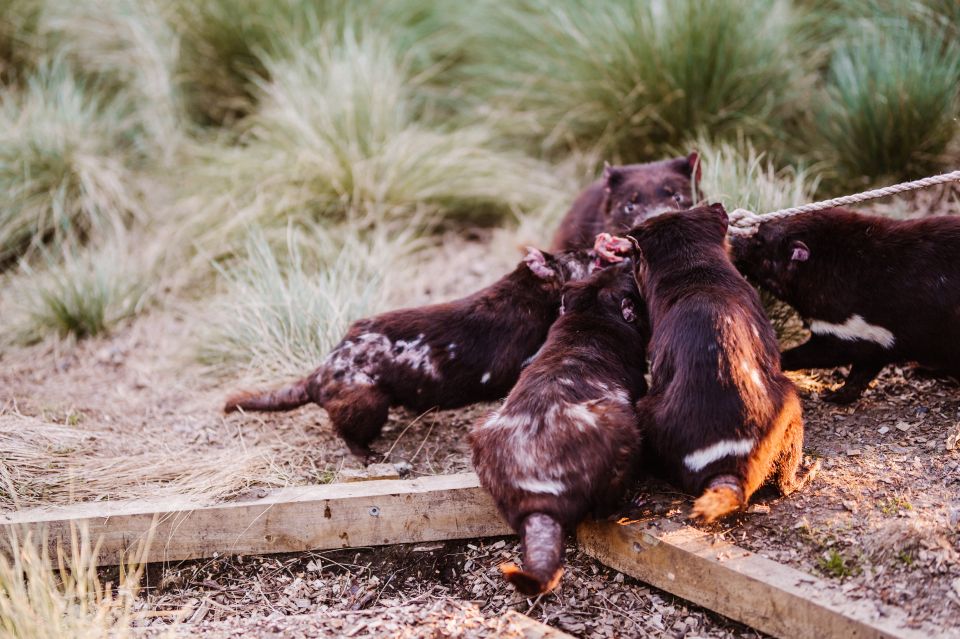 Cradle Mountain: After Dark Tasmanian Devil Feeding Tour - Location & Directions