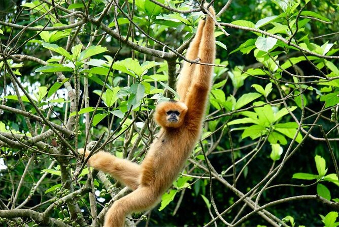 Cuc Phuong National Park Private Day Tour: Trekking & Primates - Primate Conservation Efforts