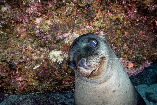 Dive in La Paz With Sea Lions, Turtles, Fish Schools and Wrecks - Safety Guidelines and Tips