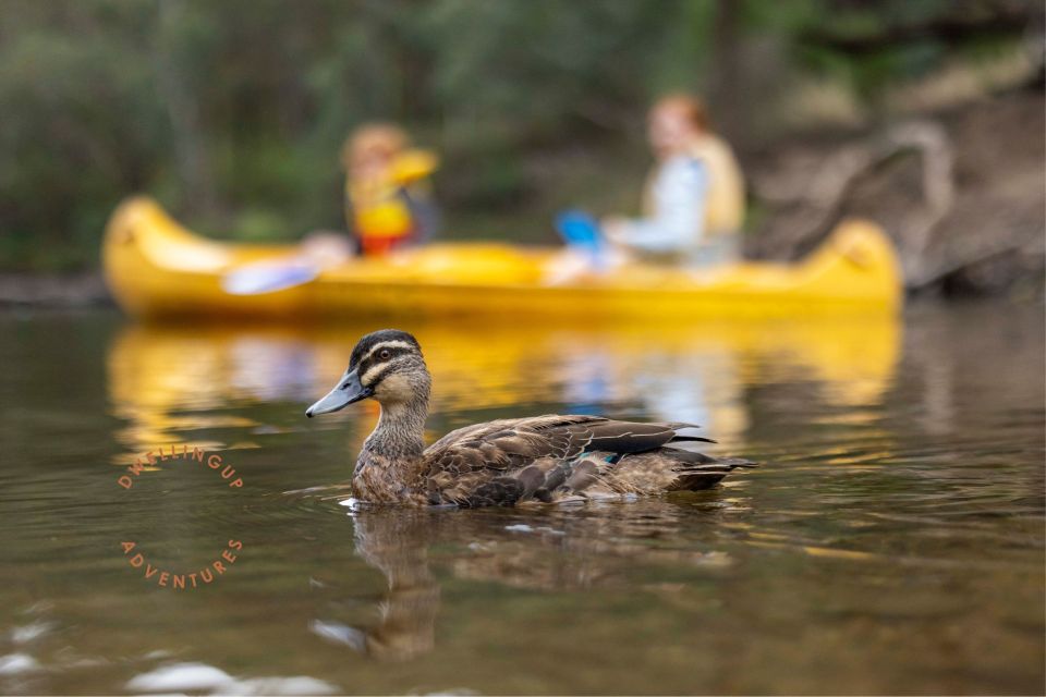 Dwellingup: Paddle N Picnic Self-Guided Tour - Includes