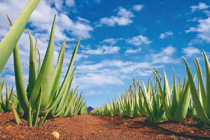 Eastern Majorca Tour With Arta Caves and Aloe Plantation - Local Cuisine Experience