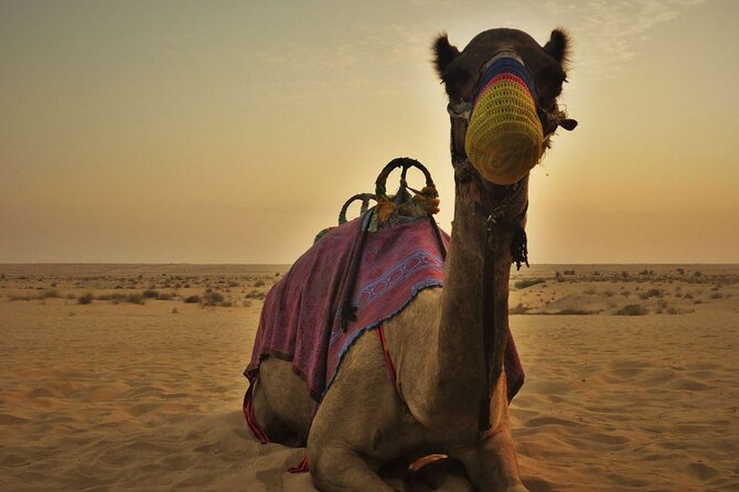 Evening Desert Safari in Dubai With Private 2way Transfers - Itinerary