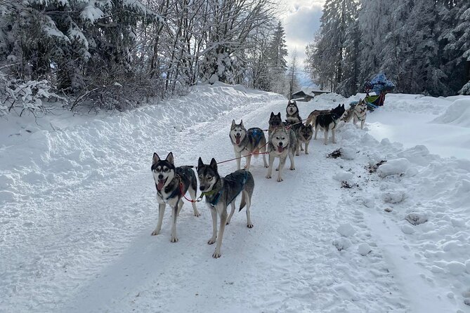 Feel the Magic of Winter With Thrilling Arctic Dog Sled Rides - Set out on an Adventure