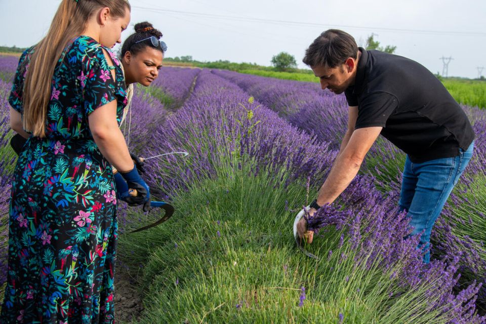 Flowers Picking and Essential Oil Distillation Workshop - Key Highlights