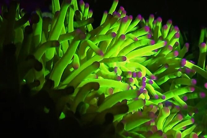 Fluorescent Diving With Ultraviolet Dive Lights - Choosing the Right Dive Light