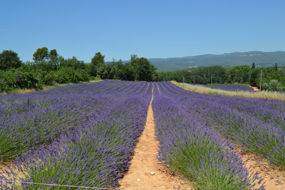 From Aix-en-Provence: Lavender Day Trip to Valensole - Canyon of Verdon Scenic Views