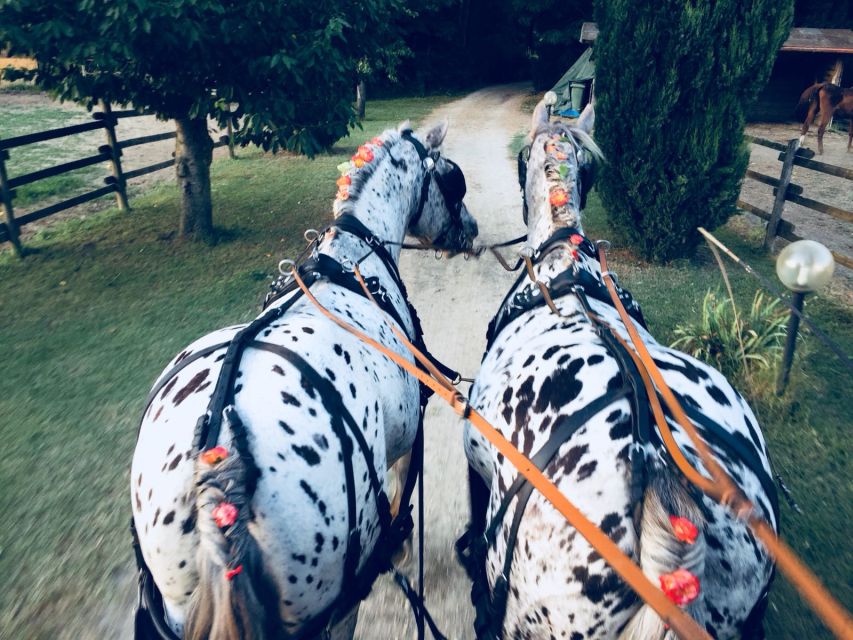 From Florence: Carriage Ride in Chianti Hills With Lunch - Restrictions