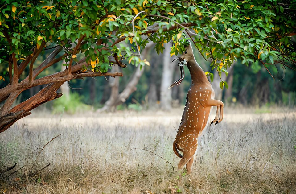 From Jaipur : 2 Days Ranthambore Tiger Safari Tour By Car - Accommodation and Itinerary Flexibility