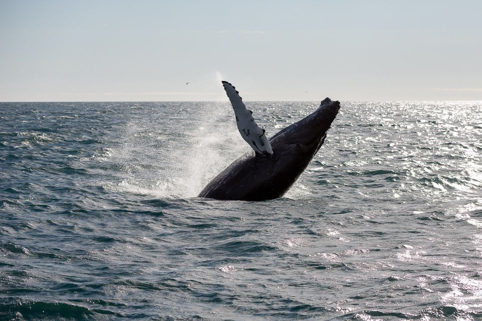 From Reykjavik: Whale Watching Tour - Wildlife Sighting Opportunities