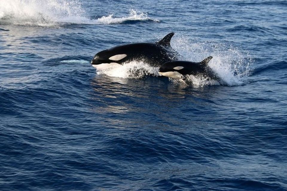 From Seville : Cetacean Adventure With Beach Day in Tarifa - Transportation and Starting Location