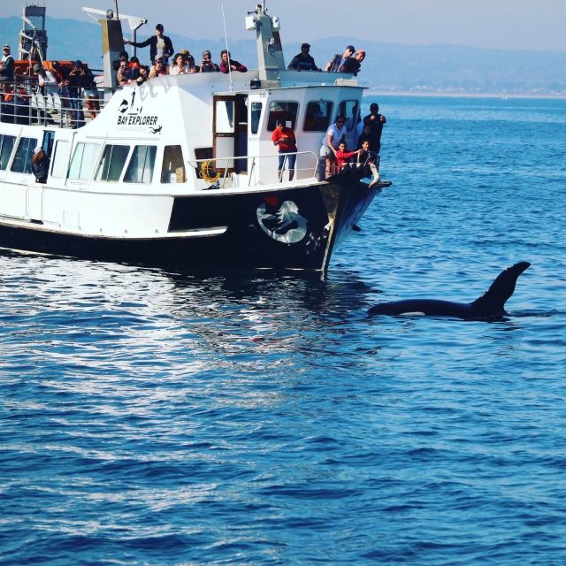 From Tauranga: Dolphin and Wildlife Cruise - Tour Information