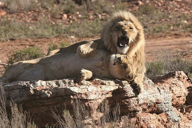 Full Day Aquila Game Reserve Wildlife Safari - What To Expect at Aquila Reserve