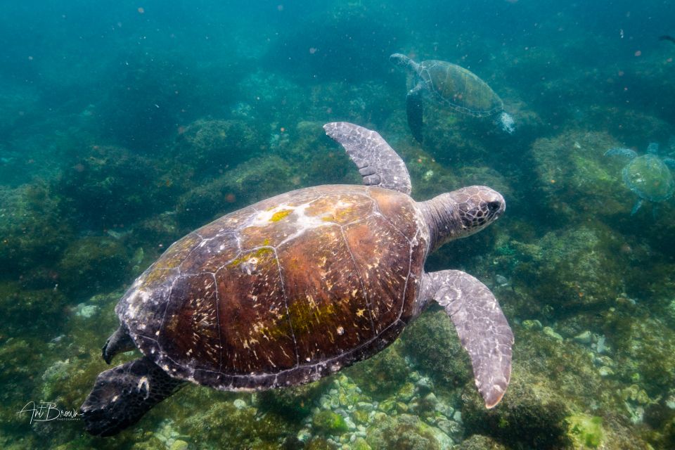 Gold Coast: Snorkeling With Turtles Half-Day Tour - Packing Essentials