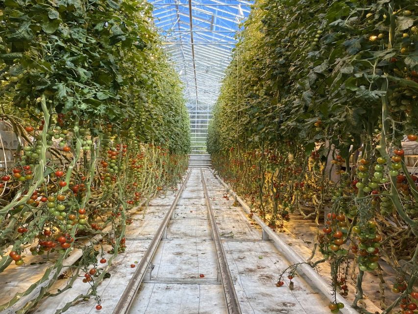 Golden Circle, Hot Spring Bakery, Tomato Farm Private Tour - Tomato Farm Exploration