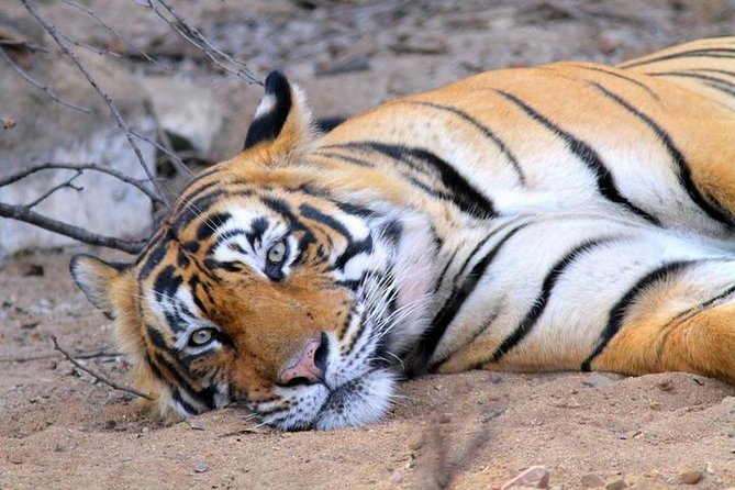 Golden Triangle Tour With Ranthambore Jungle Safari - Common questions