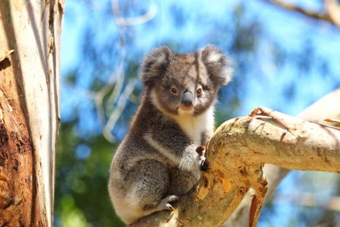 Great Ocean Road: Guided Wildlife Walk That Supports Nature - Visit to Conservation Ecology Centre