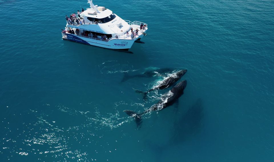 Hervey Bay: Half-Day Whale Watching Experience - Meeting Point