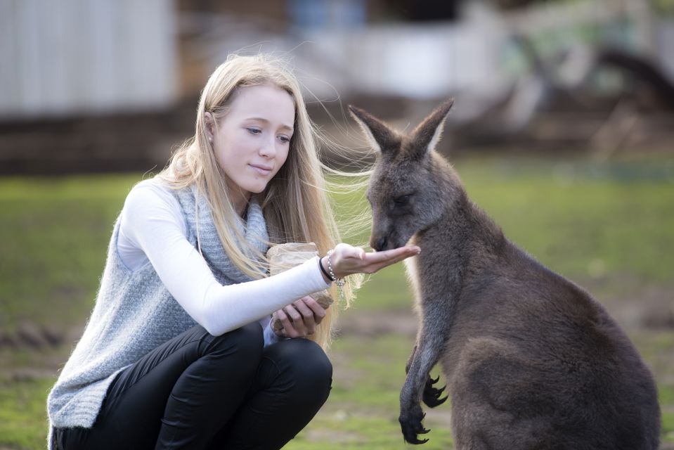 Hobart: Admission Ticket to Bonorong Wildlife Sanctuary - Validity and Language Support